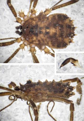 Homalenotus remyi